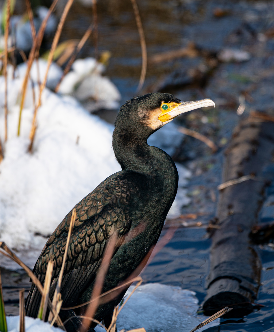 Kormoran