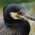 Kormoran