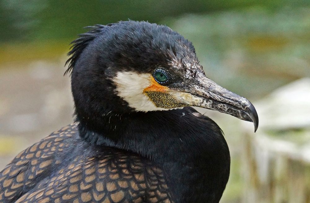 Kormoran