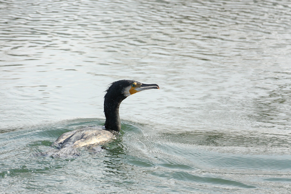 Kormoran