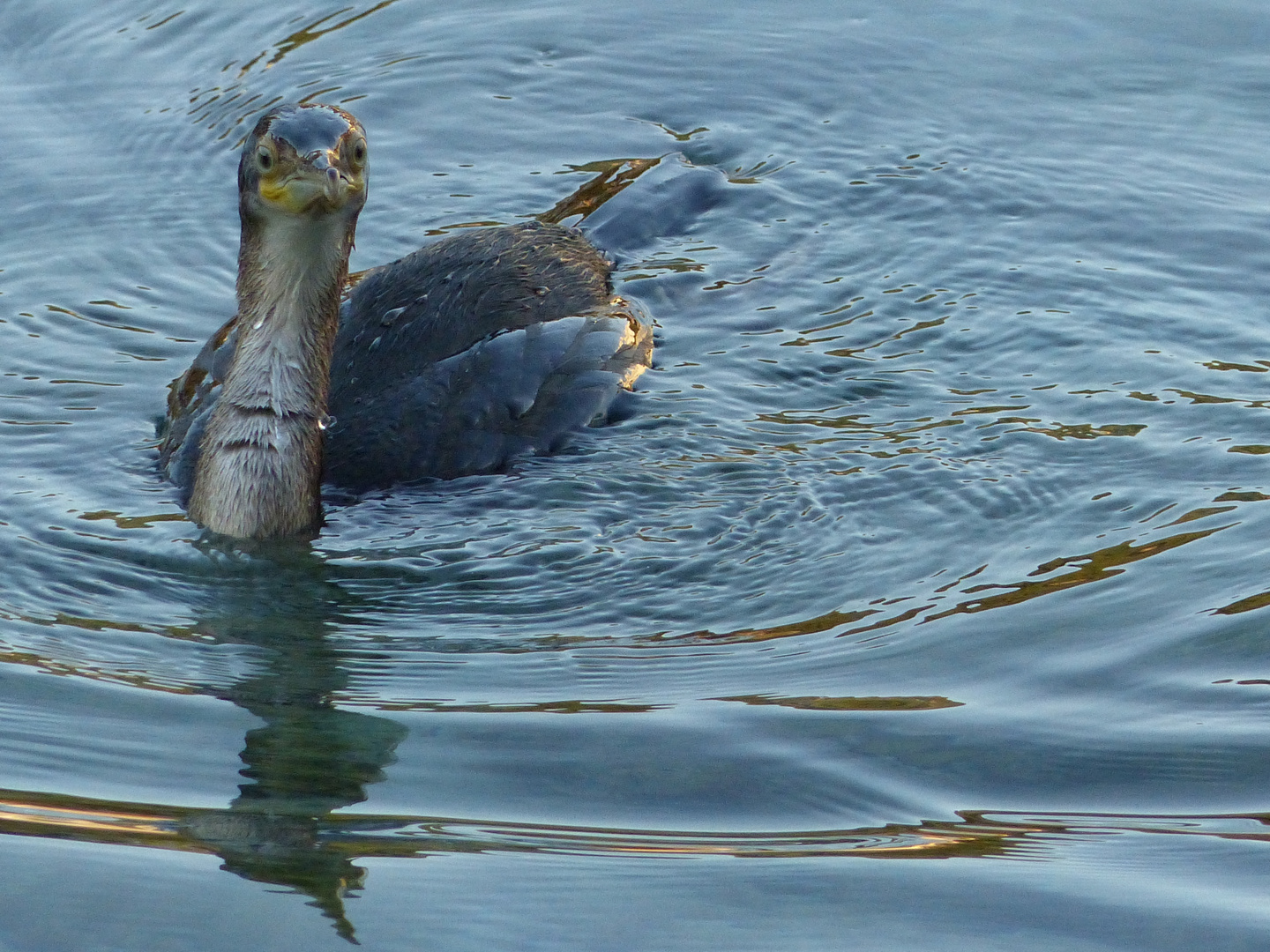 Kormoran