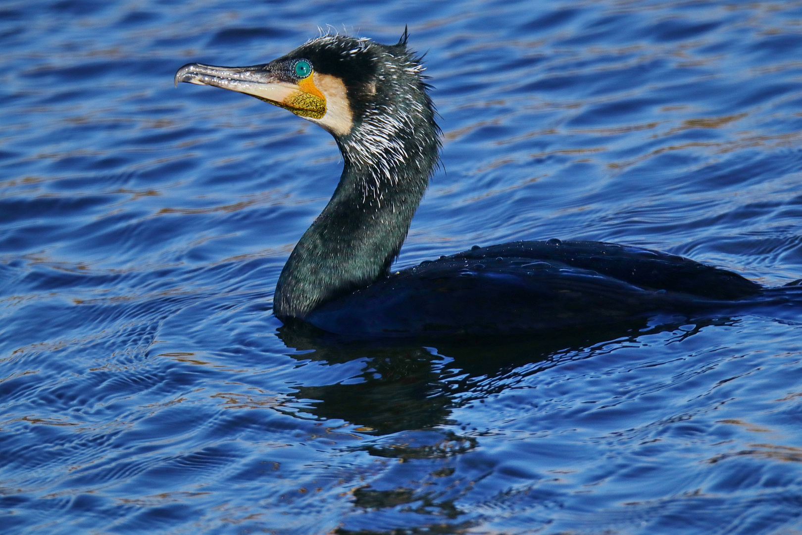 Kormoran Foto & Bild | tiere, wildlife, wild lebende vögel Bilder auf ...