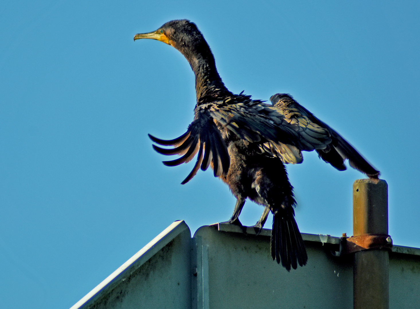 Kormoran