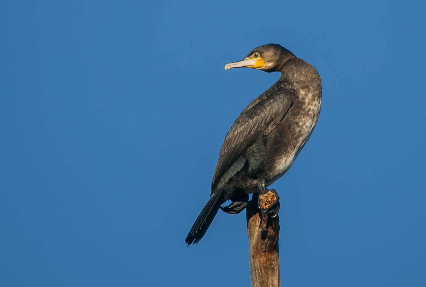 Kormoran