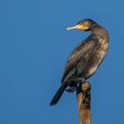 Kormoran