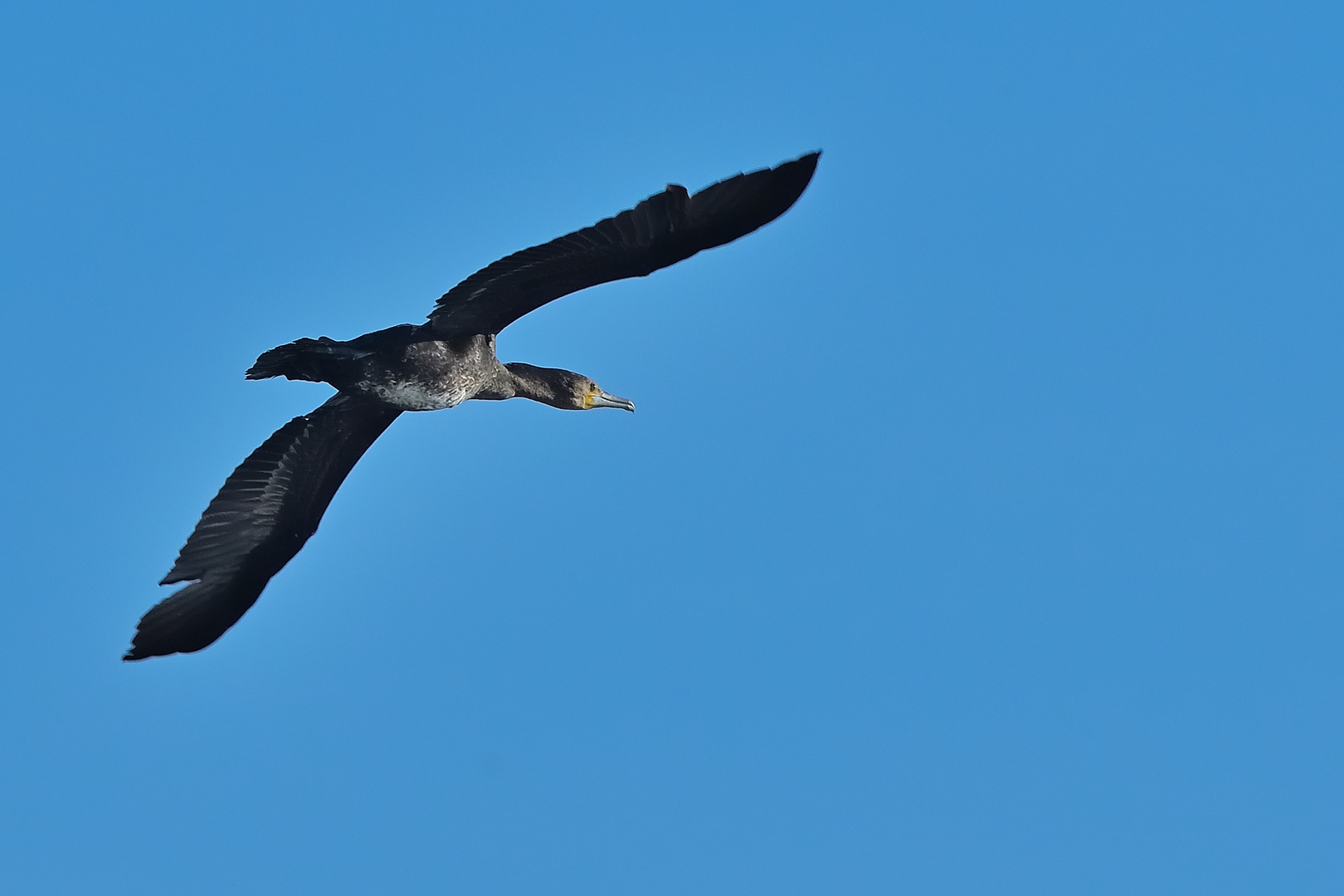 Kormoran