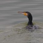 kormoran