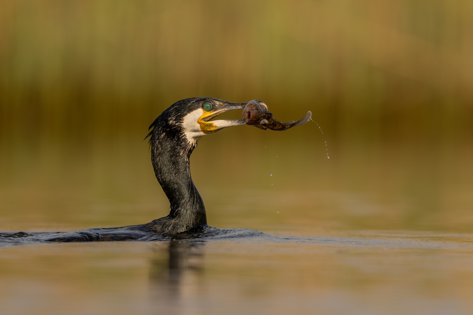 Kormoran