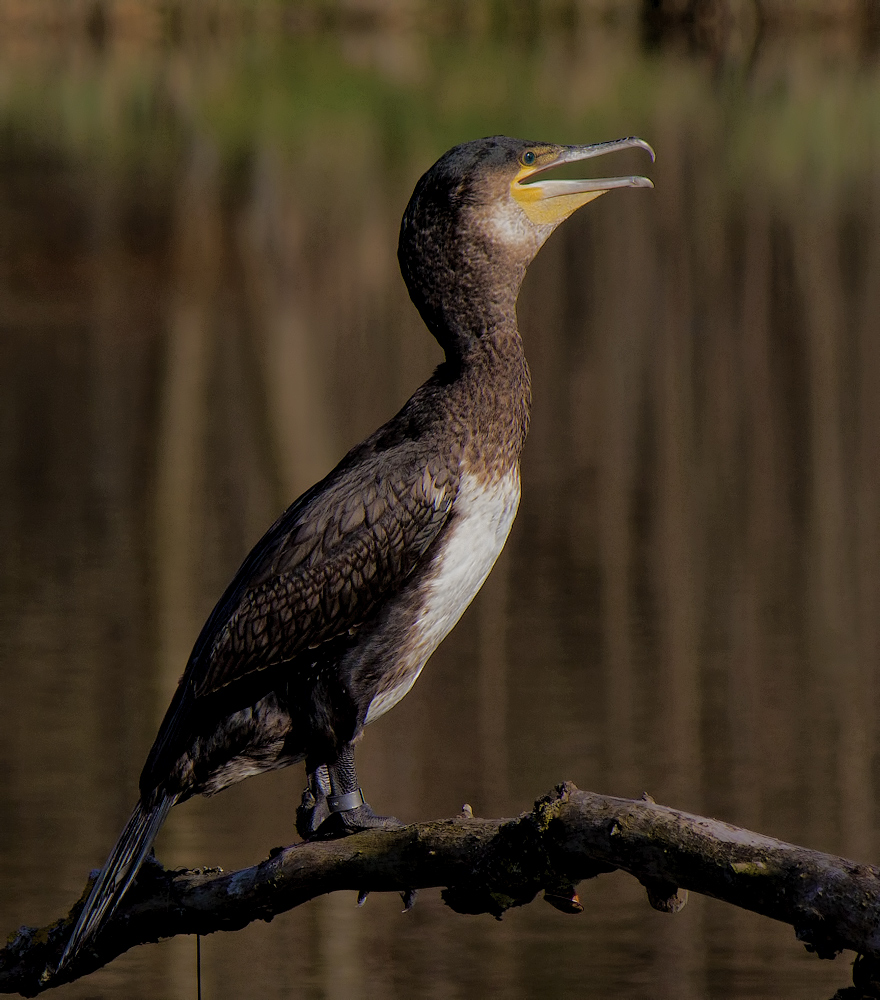 Kormoran