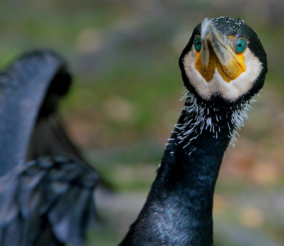 kormoran