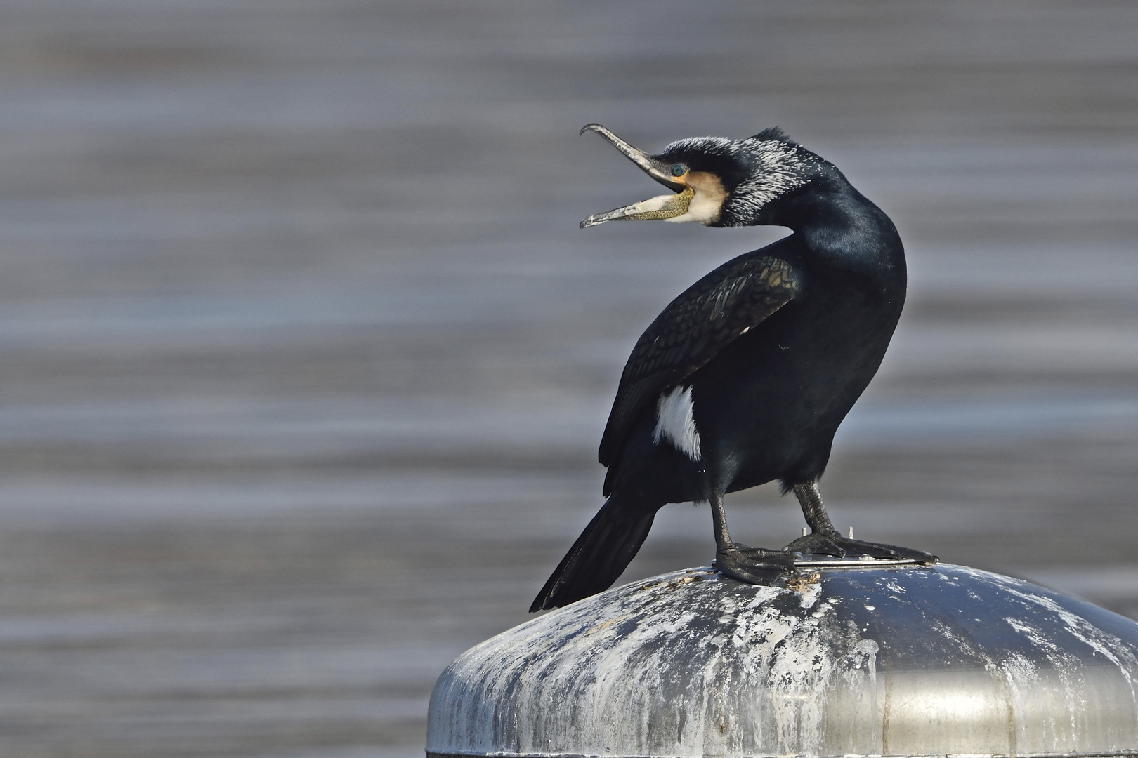 Kormoran