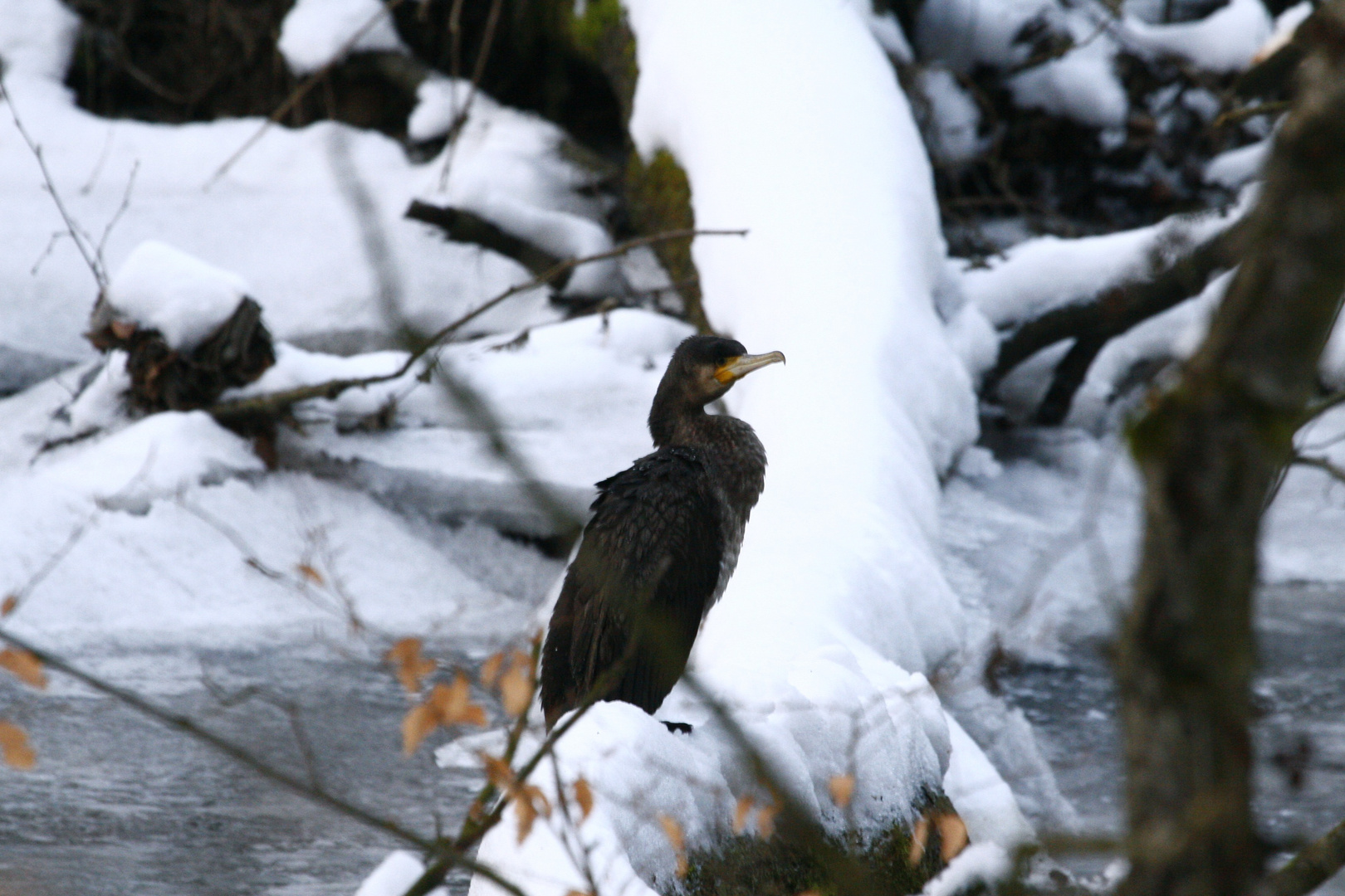 Kormoran