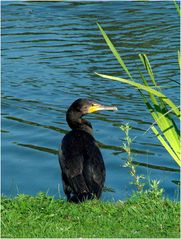 Kormoran