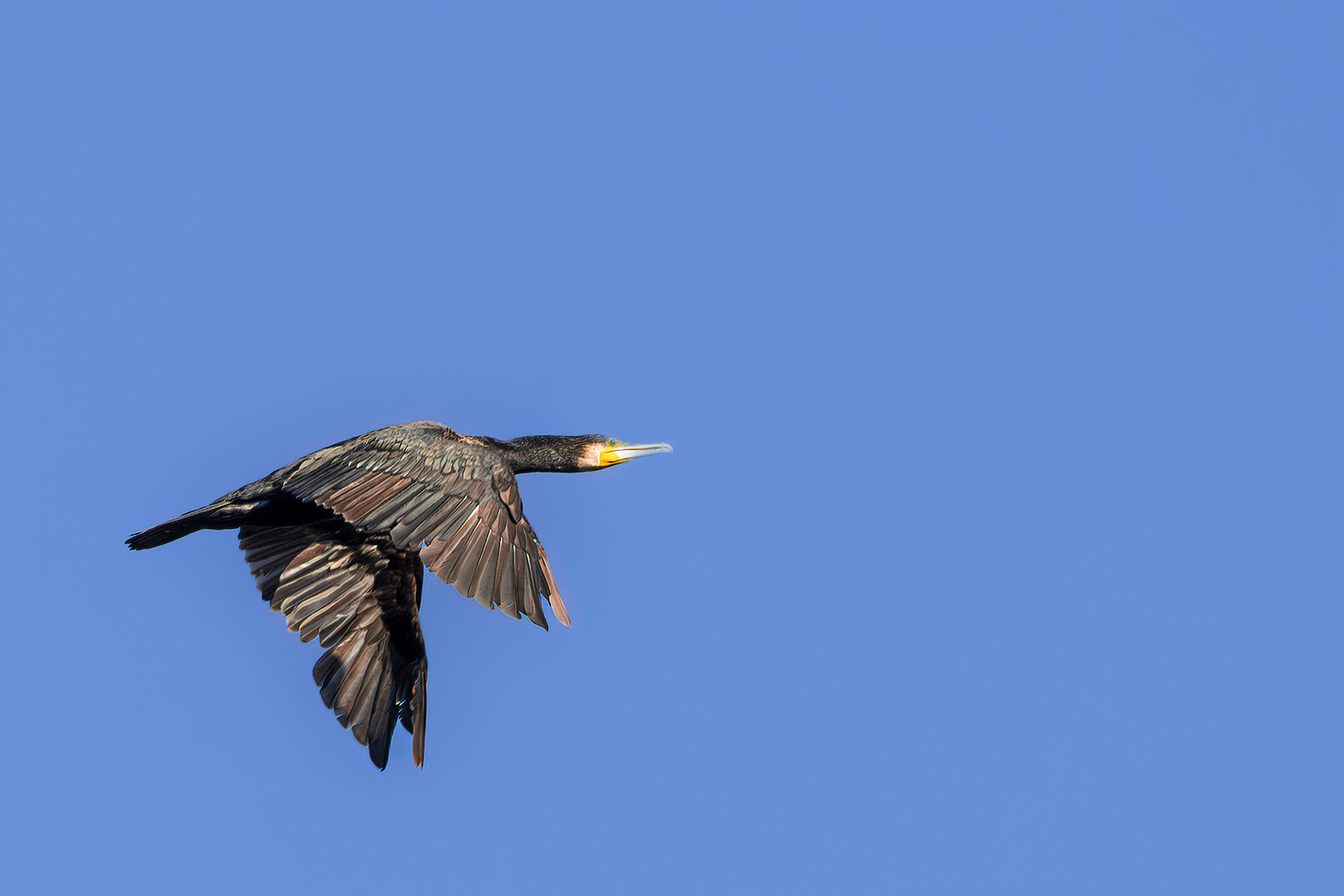 Kormoran