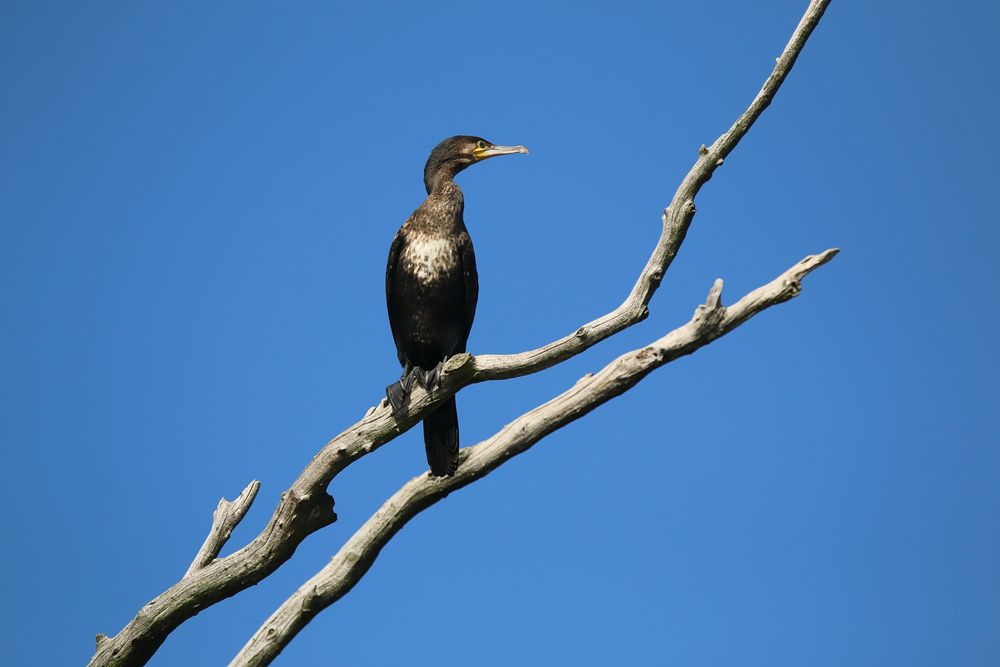 Kormoran 1