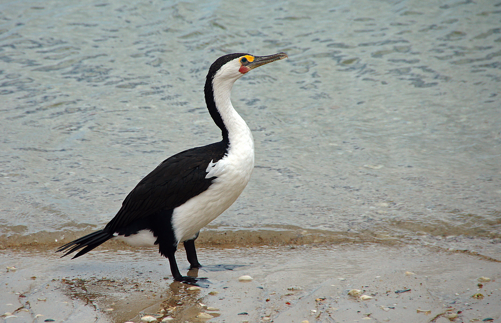 ..Kormoran 1..