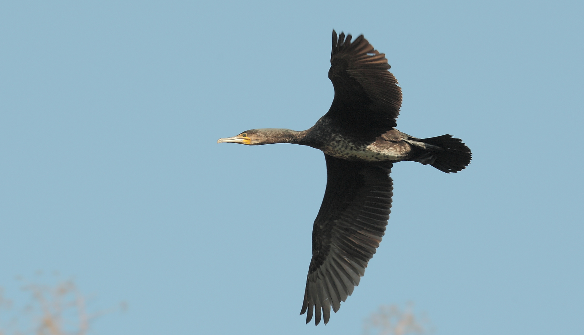 Kormoran 10.2.2013