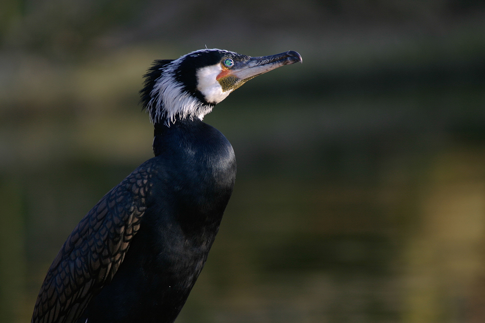 Kormoran