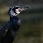 Kormoran