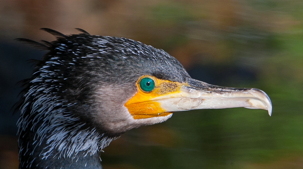 kormoran