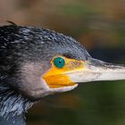 kormoran