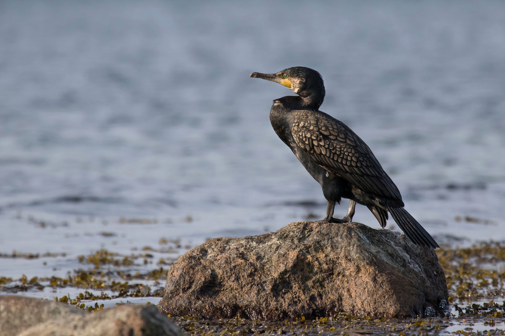  Kormoran