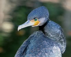 kormoran-----