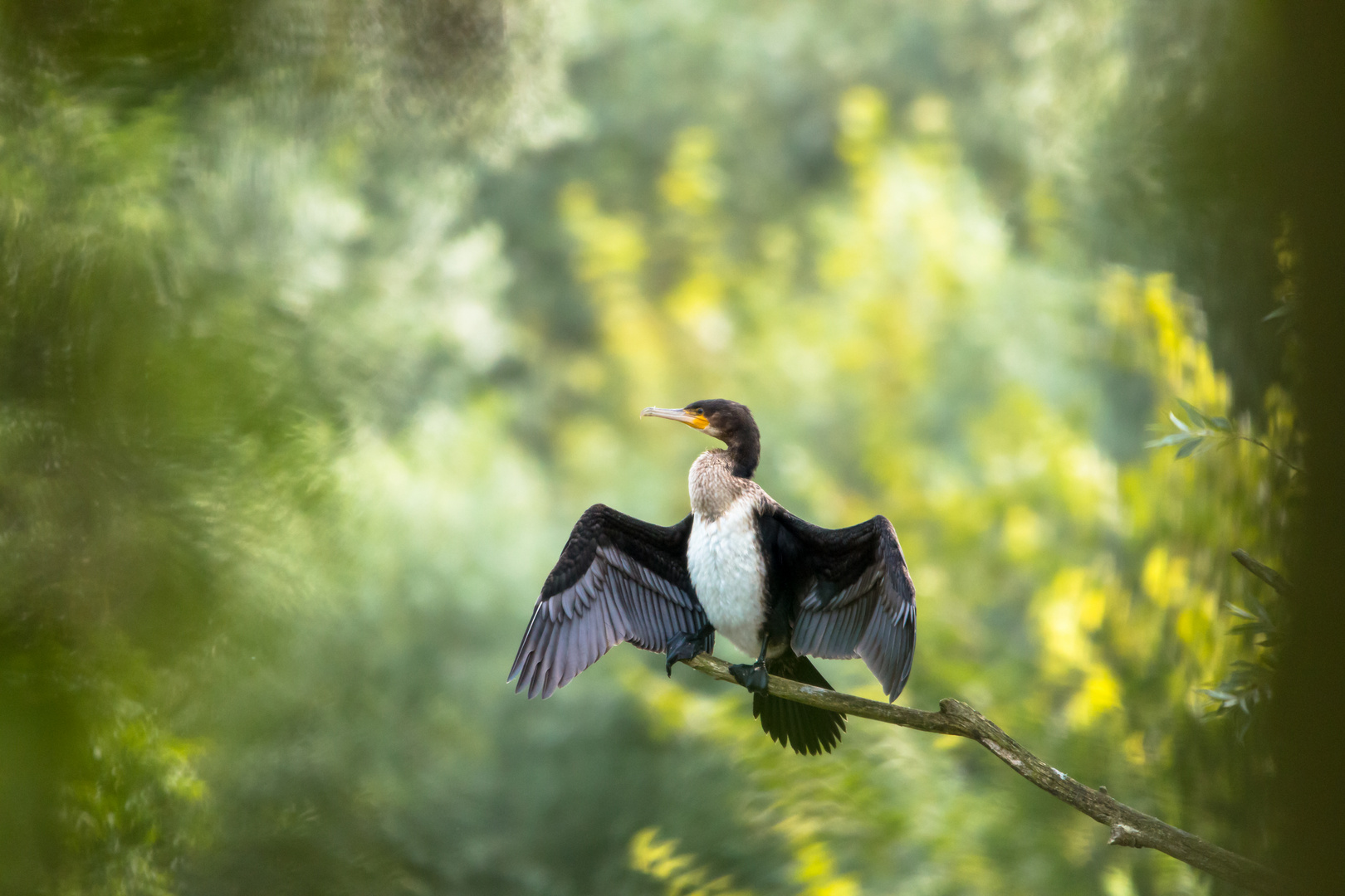 Kormoran