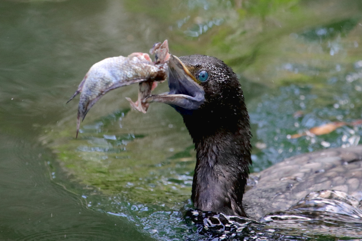 Kormoran