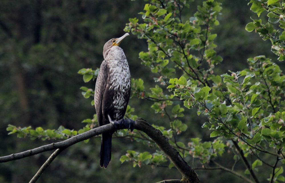 Kormoran