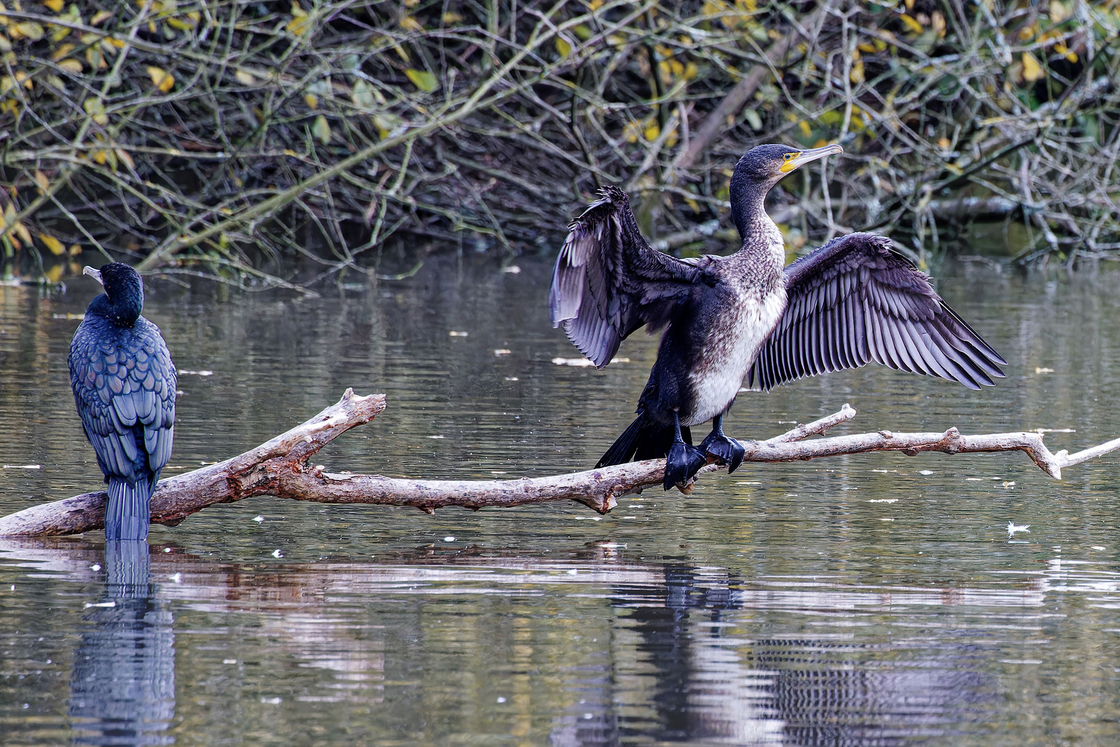 Kormoran 