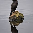 Kormoran