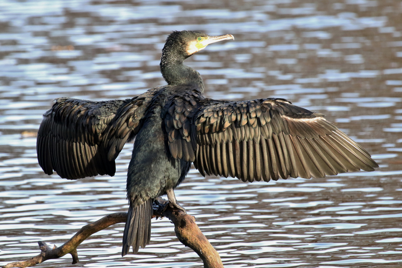 Kormoran