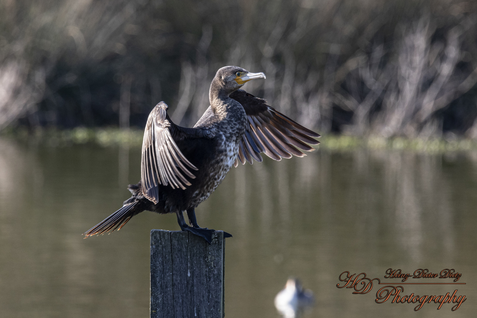 Kormoran