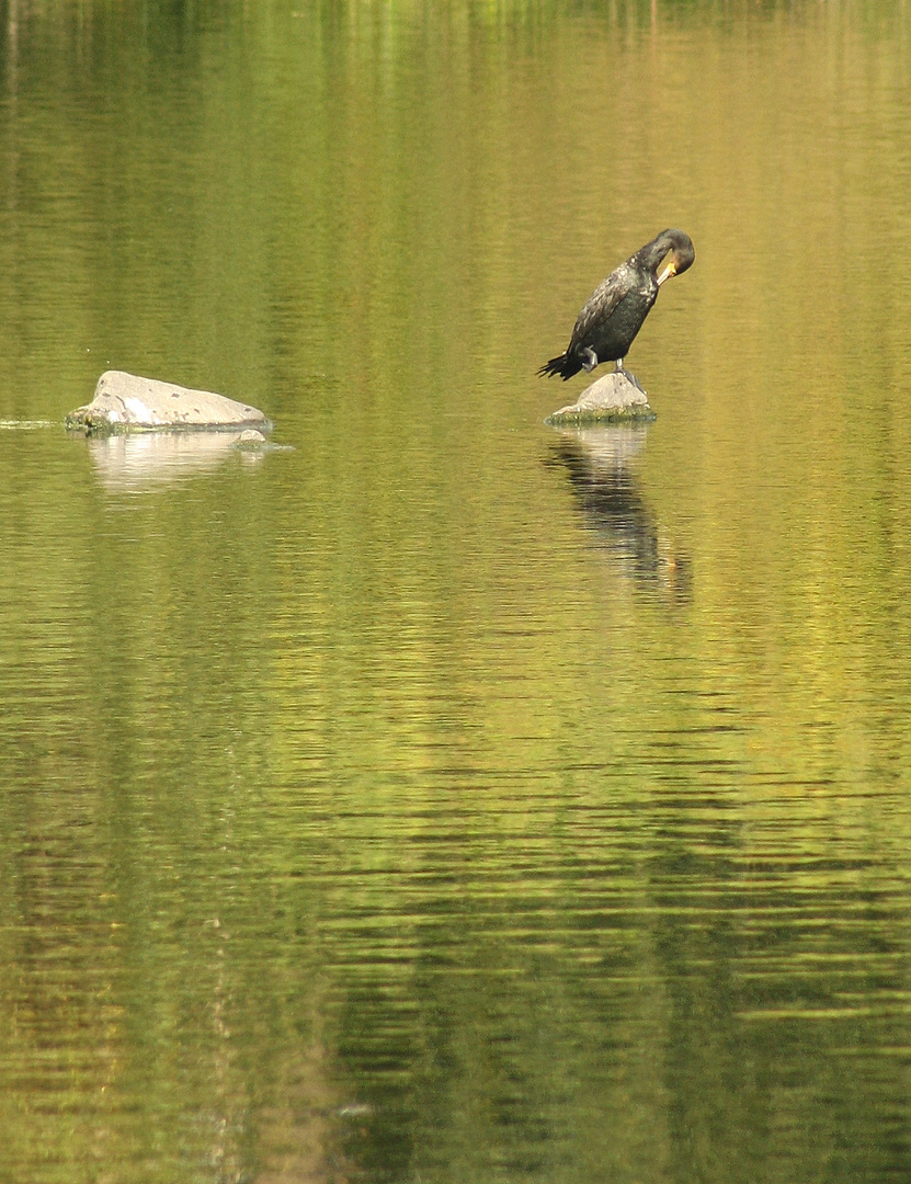 kormoran