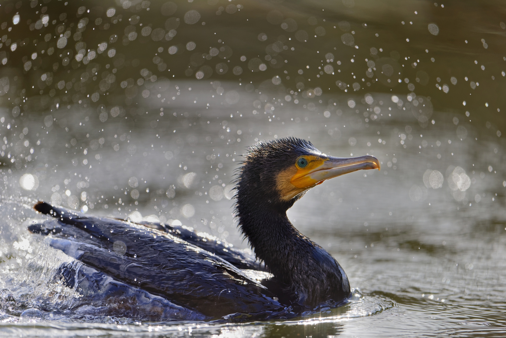 Kormoran