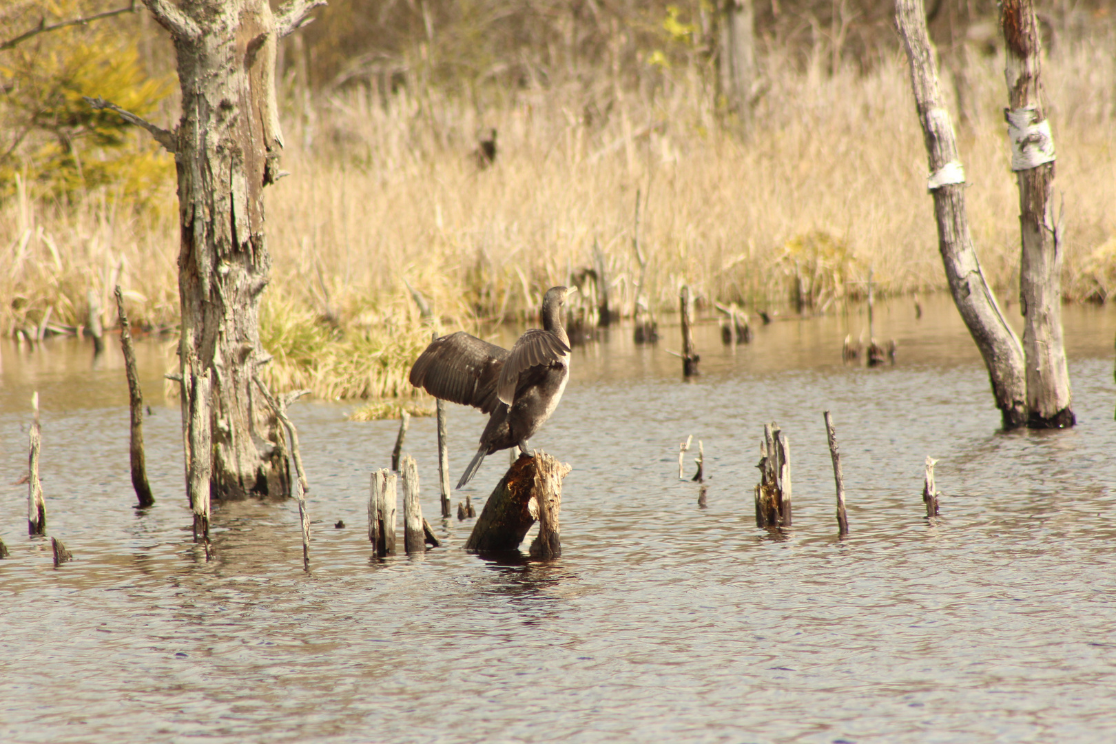 Kormoran