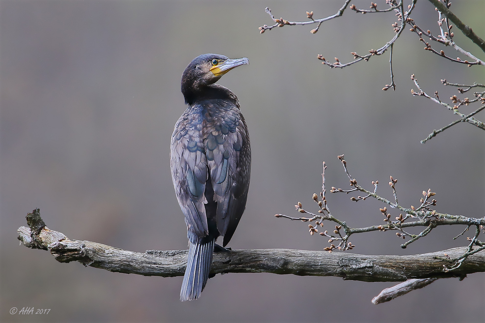 Kormoran