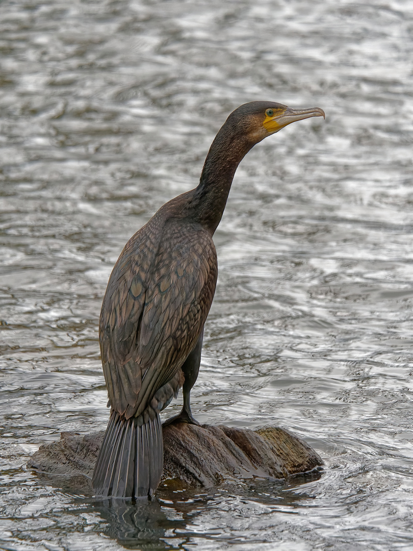 Kormoran