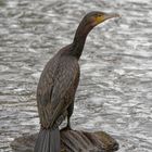 Kormoran