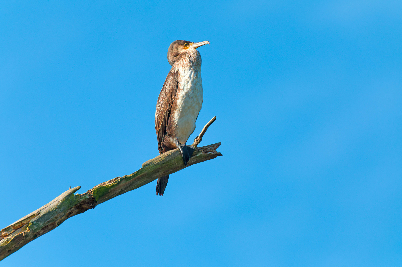 Kormoran