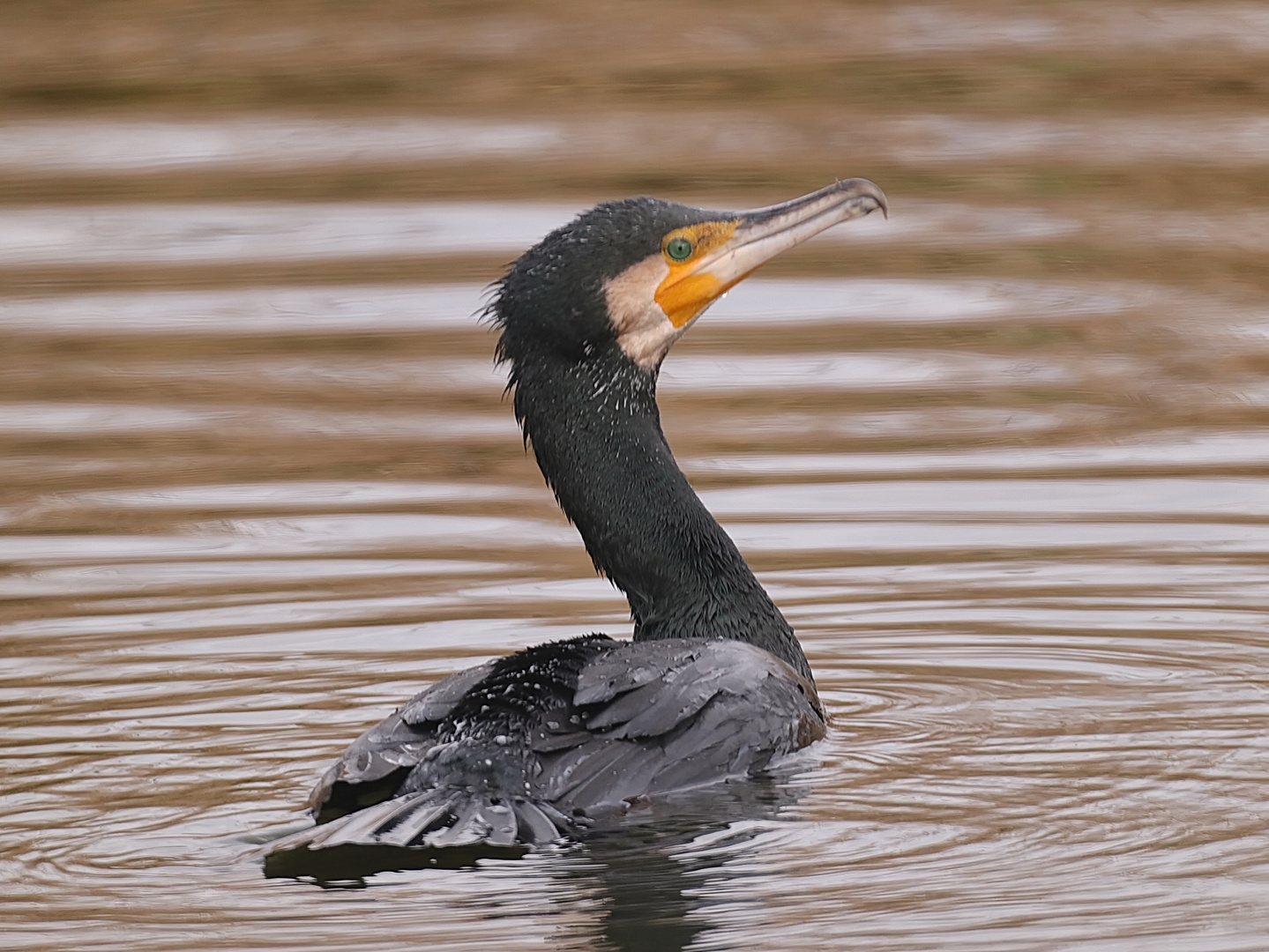 Kormoran