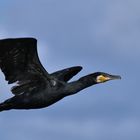 Kormoran