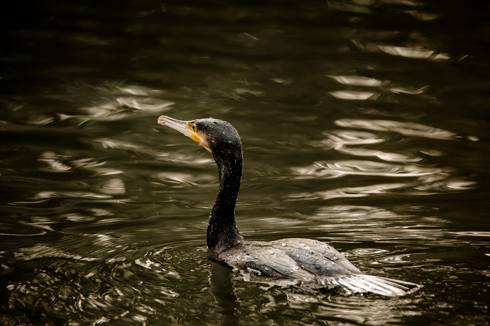 Kormoran 