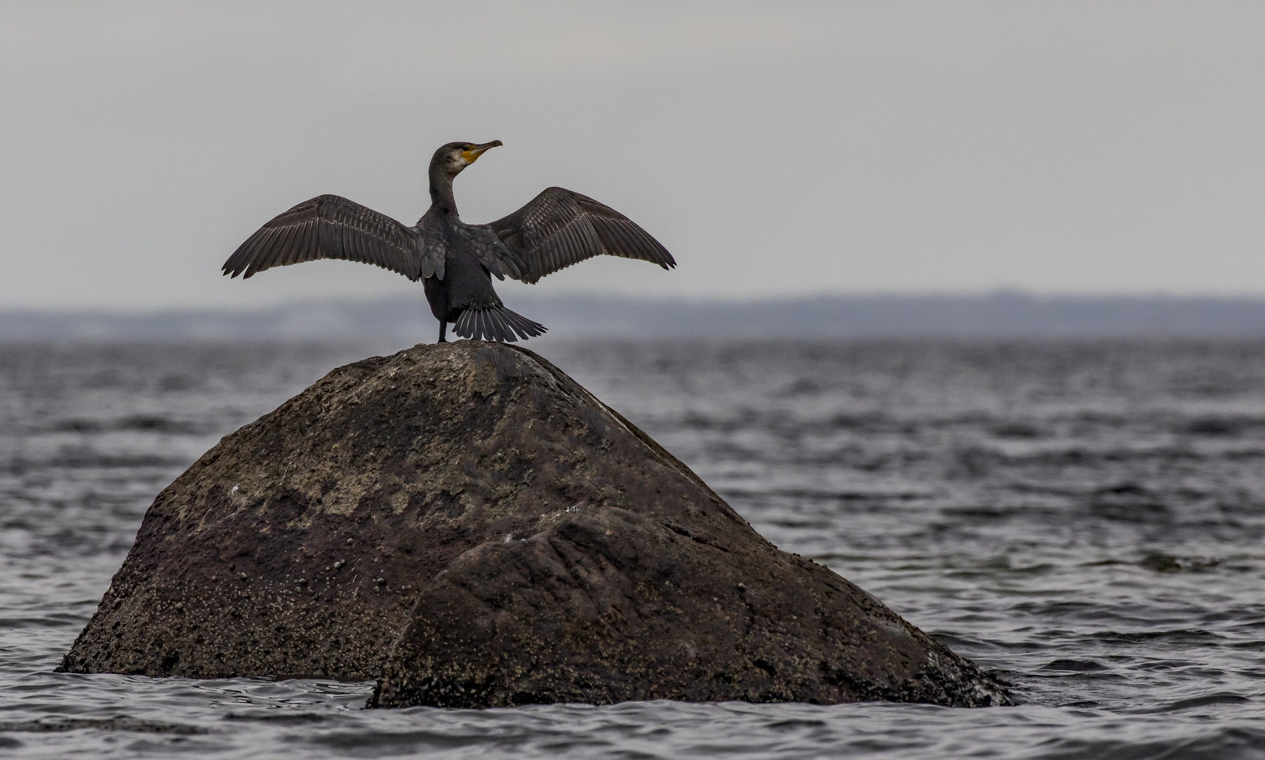 Kormoran