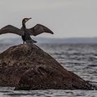 Kormoran