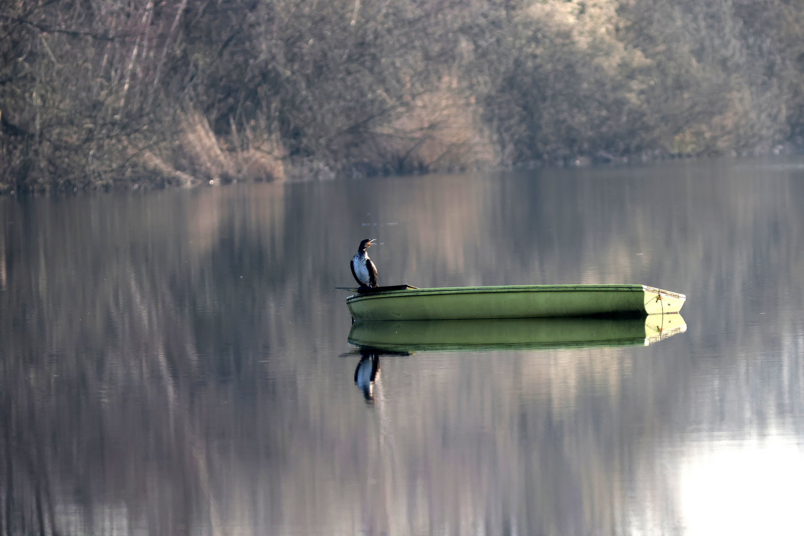 Kormoran