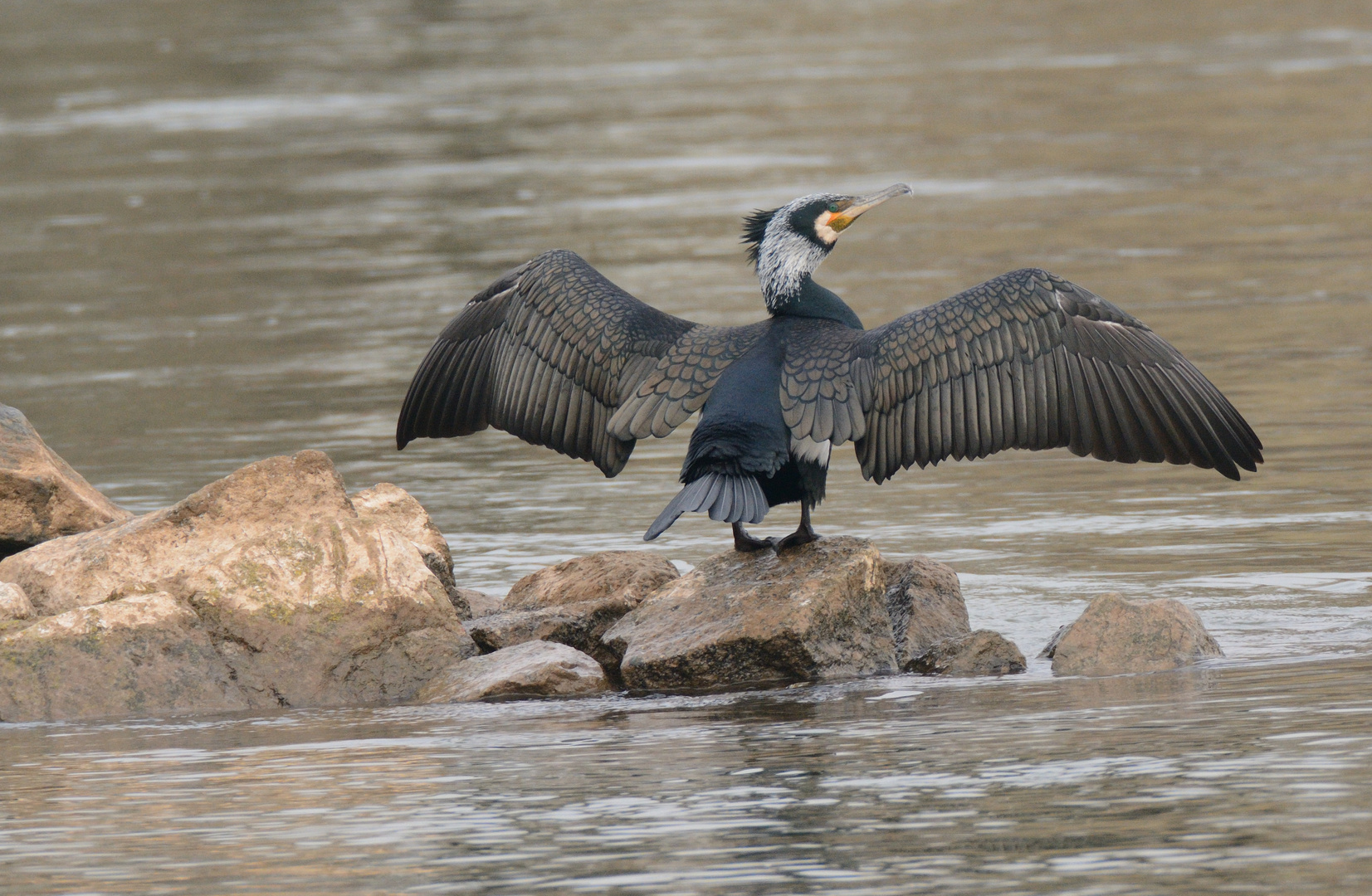 Kormoran 