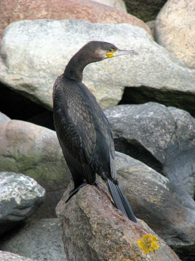 Kormoran