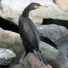 Kormoran